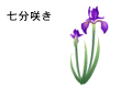 五月七分咲き