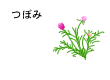 九月つぼみ